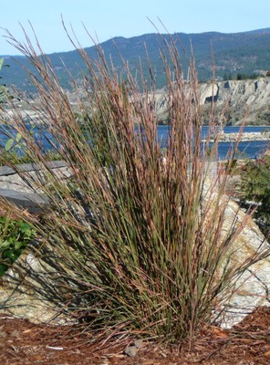 Little Bluestem