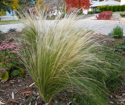 Mexican Feather Grass