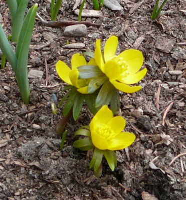 Winter Aconite