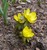 Winter Aconite thumbnail