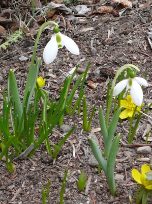 Snowdrop