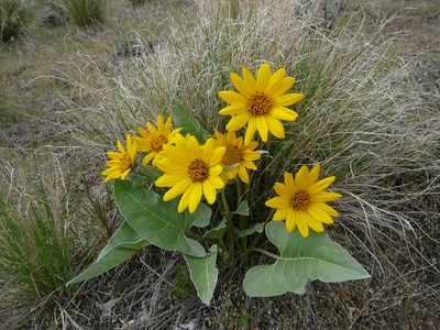 Arrow-leaved Balsamroot