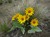 Arrow-leaved Balsamroot thumbnail