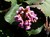 Heartleaf Bergenia thumbnail