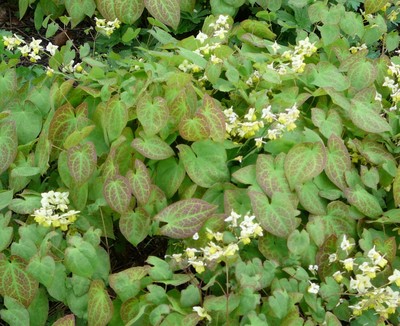 Yellow Barrenwort