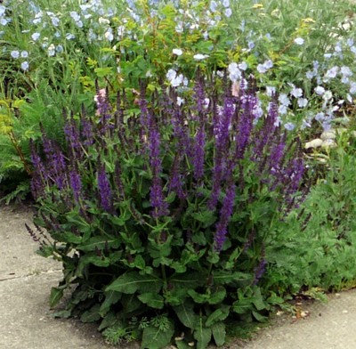 East Friesland Perennial Salvia