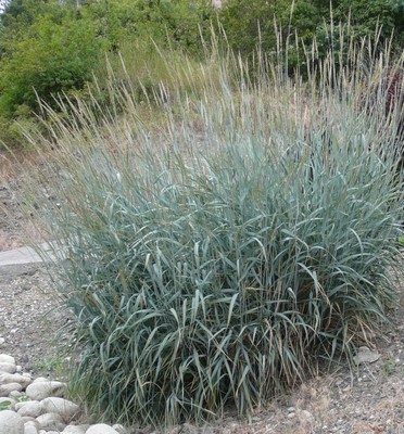 Blue Lyme Grass