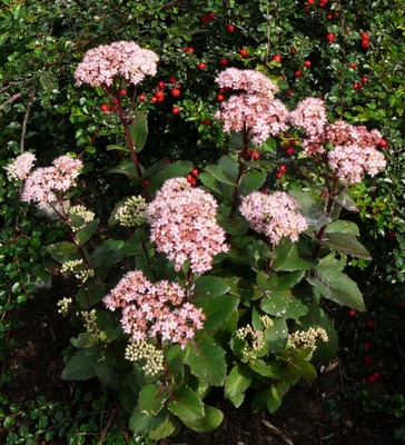 Matrona Tall Stonecrop