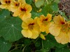 Nasturtium