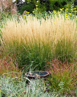  Feather Reed Grass