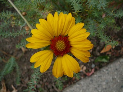 Brown Eyed Susan