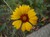 Brown Eyed Susan thumbnail