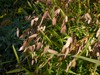 Northern Sea Oats