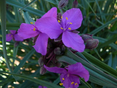 Concord Grape Spiderwort