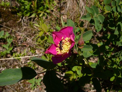 Prairie Rose