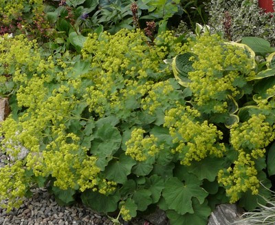 Lady's Mantle