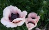 Oriental Poppy