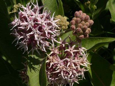 Showy Milkweed