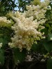 Ivory Silk Japanese Tree Lilac