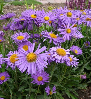 Goliath Aster