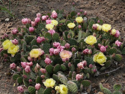 Prickly Pear Cactus