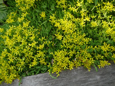 mossy stonecrop