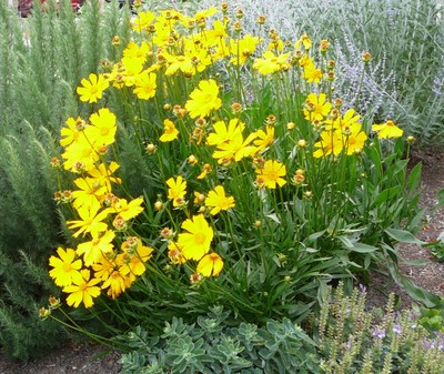 Large Flowered Coreopsis