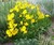 Large Flowered Coreopsis thumbnail