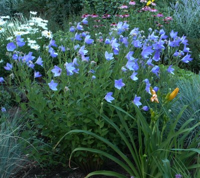 Balloon Flower