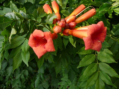 Trumpet Vine