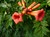 Trumpet Vine thumbnail