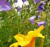 Balloon Flower