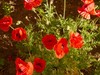 Shirley Poppy, Flanders Poppy, Corn Poppy