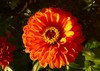 Zinnia