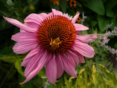 Purple Cone Flower