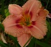 Daylily