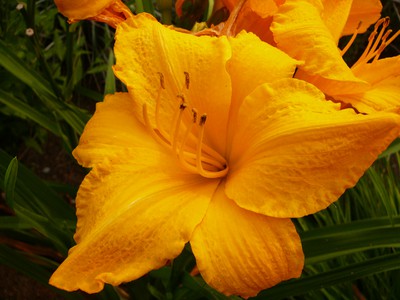 Daylily