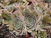 Hen and Chicks