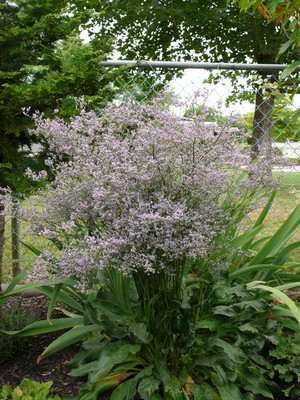 Sea Lavender