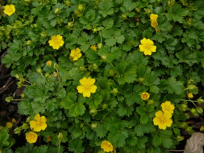 Alpine Cinquefoil