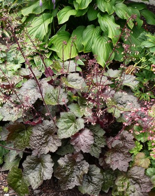 Purple leaved Coral bells