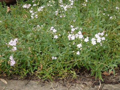 Creeping Baby's Breath