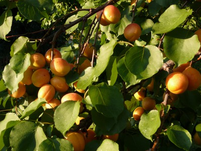 Apricot