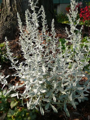 Silver Sage