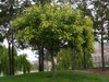 Golden-Rain Tree