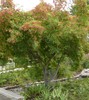 Amur Maple