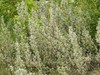 Wolf Willow