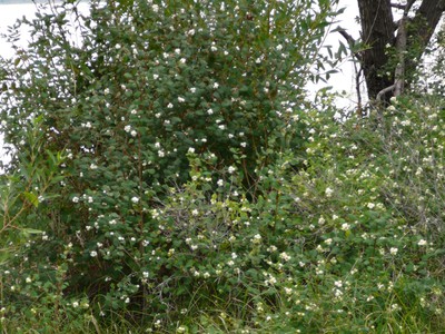 Snowberry