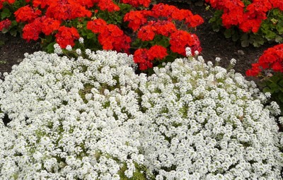 Alyssum, Sweet Alyssum