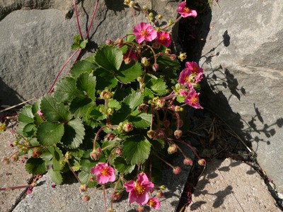 Ornamental Strawberry